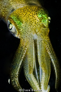 night dive at Robb's jetty by Dave Baxter 
